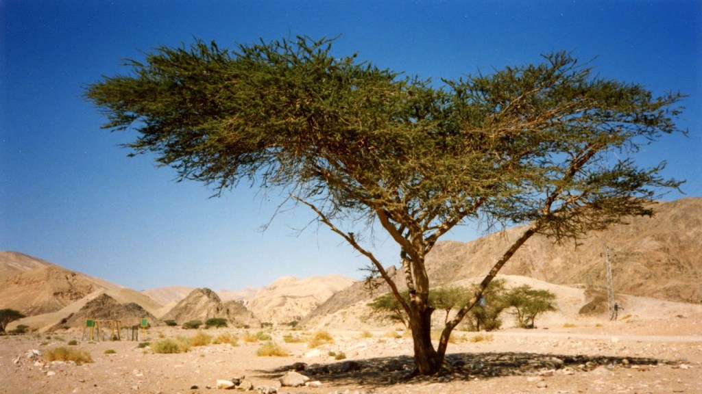 Jethro: Wise Words in the&nbsp;Desert